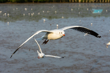 Group of seagulls flying over Bangpu sea