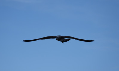 sea eagle planned in the sky