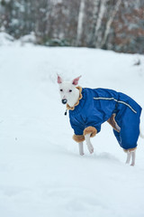  white greyhound dog in blue overalls snow walks in winter through the forest