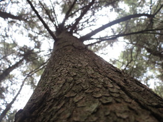 Fototapeta premium Tree