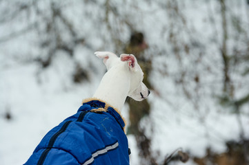 white greyhound dog  through in blue overalls snow the walks in winter 