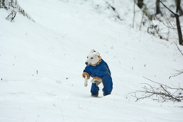 Fototapeta na wymiar White greyhound dog in blue overalls jumping over the snow, runs in winter in the field