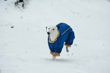 White greyhound dog in blue overalls jumping over the snow, runs in winter in the field