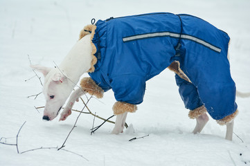  white greyhound dog in blue overalls snow walks in winter through the field