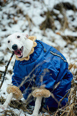 portrait of a white greyhound dog in blue overalls bared a jaws gnawing a branch in a wildlife...