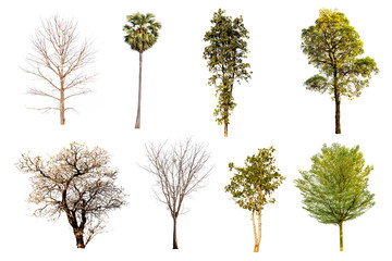 Tha collection of trees, Isolated trees on white background.