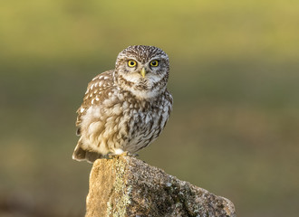 Athene noctua, little owl
