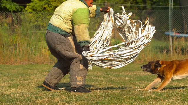 Dog special training