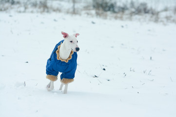 white greyhound dog in blue overalls snowing in winter through the field
