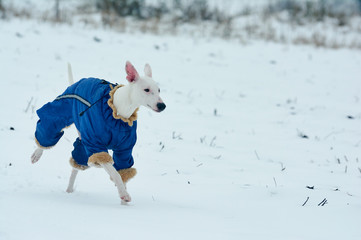 white greyhound dog in blue overalls runs through the snow in winter through the field