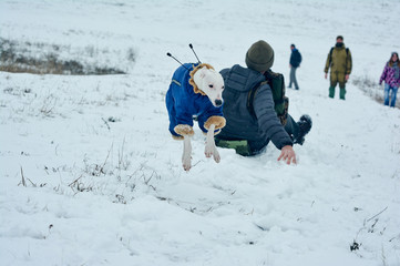 White greyhound dog in blue overalls playing with people on snow in winter