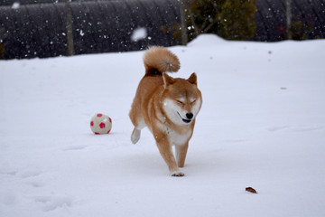 柴犬・雪・ボール遊び