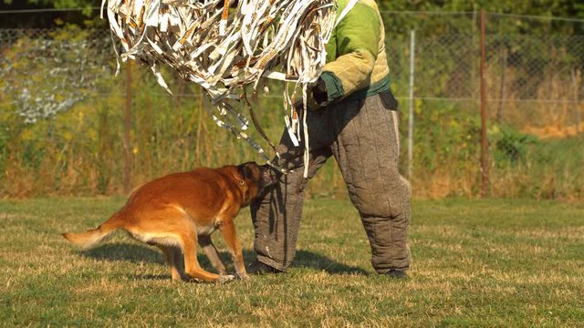 Dog attack training in slow motion