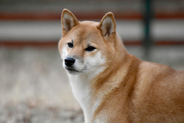 柴犬・ドッグラン