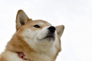 柴犬・背景白