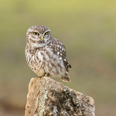 Athene noctua, little owl