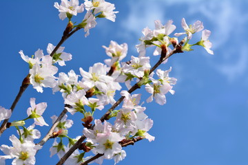 満開の桜、青空。さくら。サクラ。SAKURA