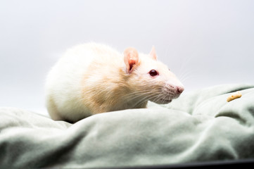 White rat