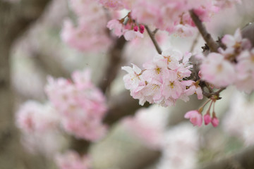 春の桜