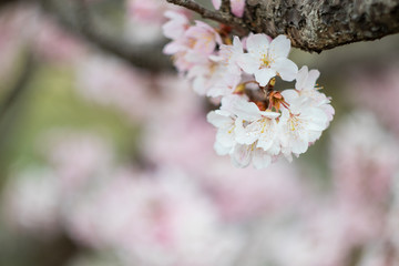 春の桜