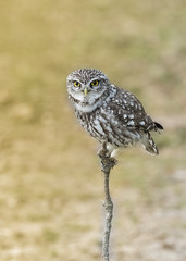 Athene noctua, little owl