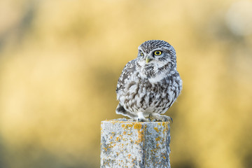 Athene noctua, little owl