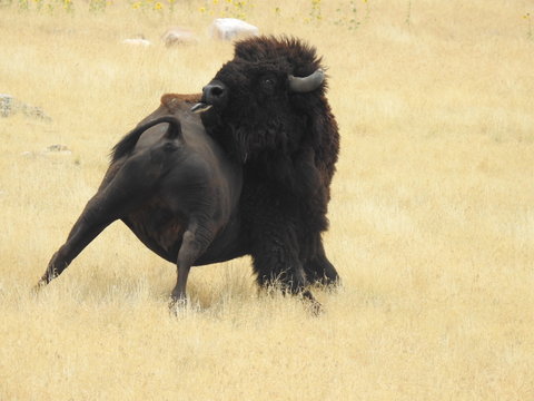 Licking buffalo