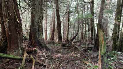 Obraz premium Forest