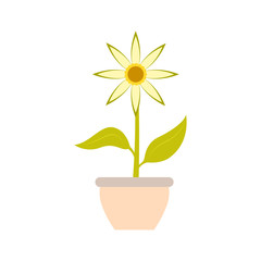 Cute flower on a pot