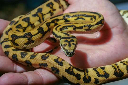 Beautiful snake as pets. Colorful yellow and black juvenile Jungle Carpet Python (Morelia spilotes) crawling on hand. Background for exotic pets or animals and wildlife concept