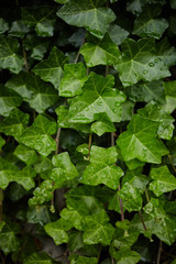 Obraz premium green grasses leafs background after rain wet