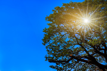 Fototapeta premium Big tree was branches cut off in rainy season for safety first from windy with blue sky and radiant sun lighting background. image with copy space for natural disaster or environment media design
