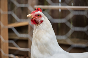 Domestic farm chicken poultry easter eggs village