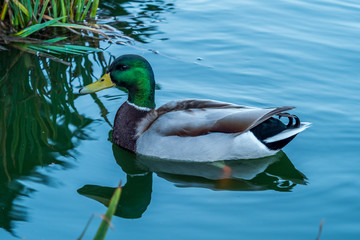 Obraz premium Golden Gate Park