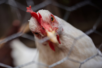 Domestic farm chicken poultry easter eggs village