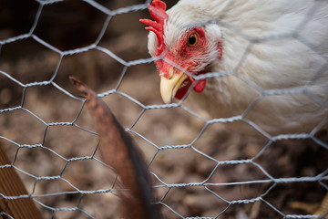 Domestic farm chicken poultry easter eggs village