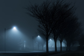 Fototapeta na wymiar dramatic mysterious foggy night trees silhouette abstract outdoors