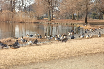 鴨達の朝の光景