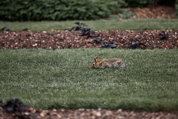 cute furry rabbit bunny easter outdoor wild