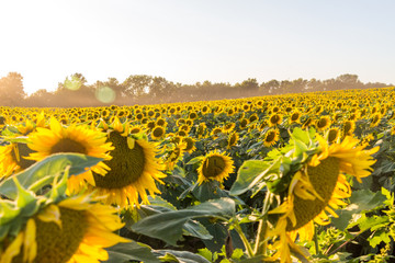 Obraz premium Sunflower Field