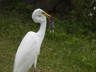 Heron eating a mouse