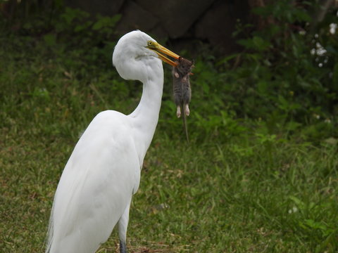 Heron eating a mouse