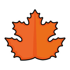 maple leaf  vector illustration