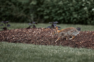 cute furry rabbit bunny easter outdoor wild
