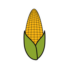 corn vector illustration