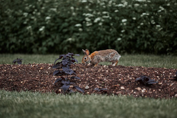 cute furry rabbit bunny easter outdoor wild