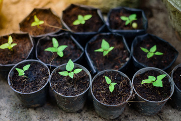 Small seedlings
