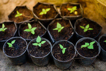 Small seedlings