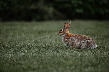 cute furry rabbit bunny easter outdoor wild