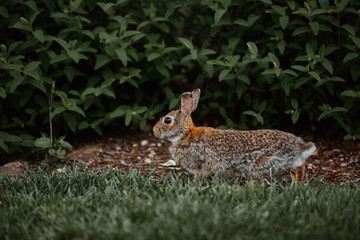 cute furry rabbit bunny easter outdoor wild